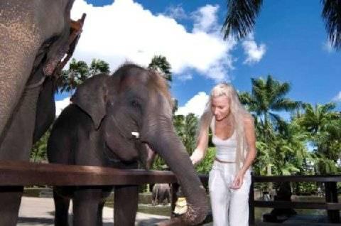 Campo de férias Mason Elephant