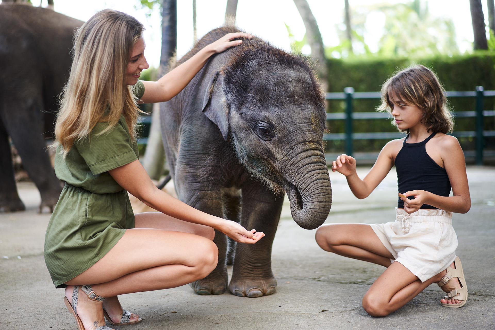 Mason Elephant Campo de férias 5*