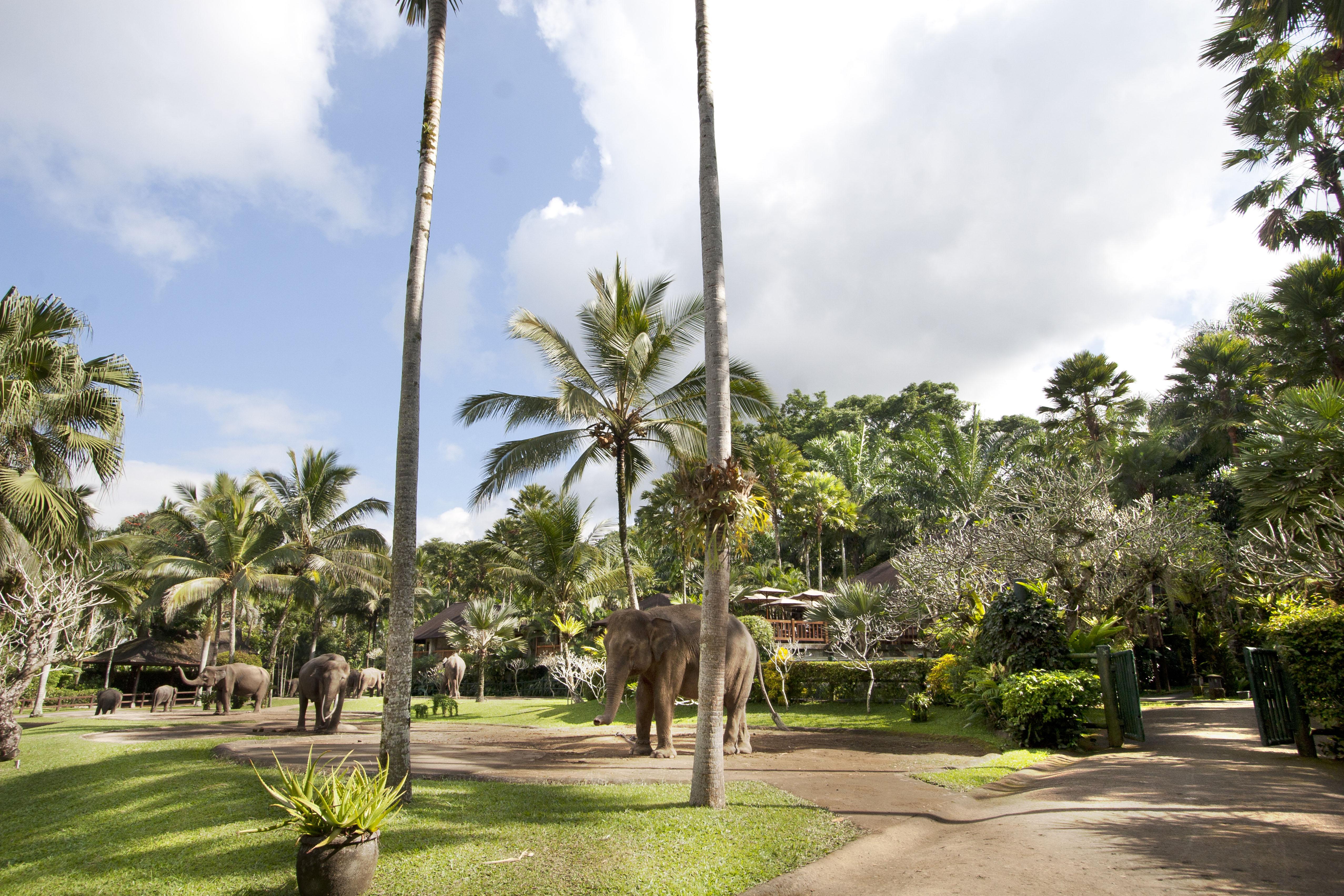 Mason Elephant 5* Ubud