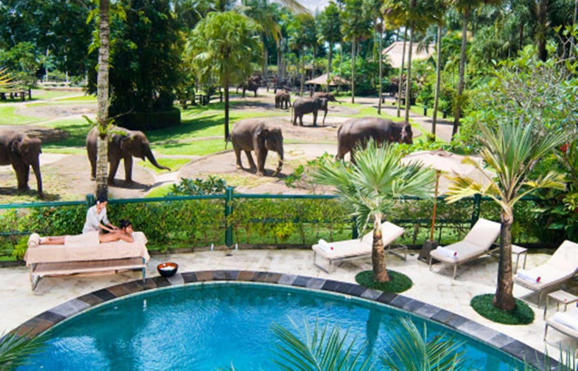 Campo de férias Mason Elephant