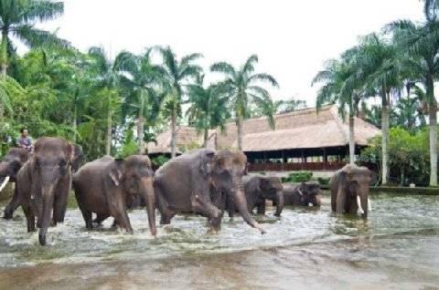 Mason Elephant Taman liburan Ubud (Bali)